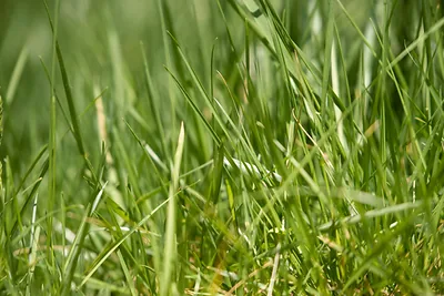 5 najlepších tichých akumulátorových kosačiek v roku 2026: Kompletný sprievodca